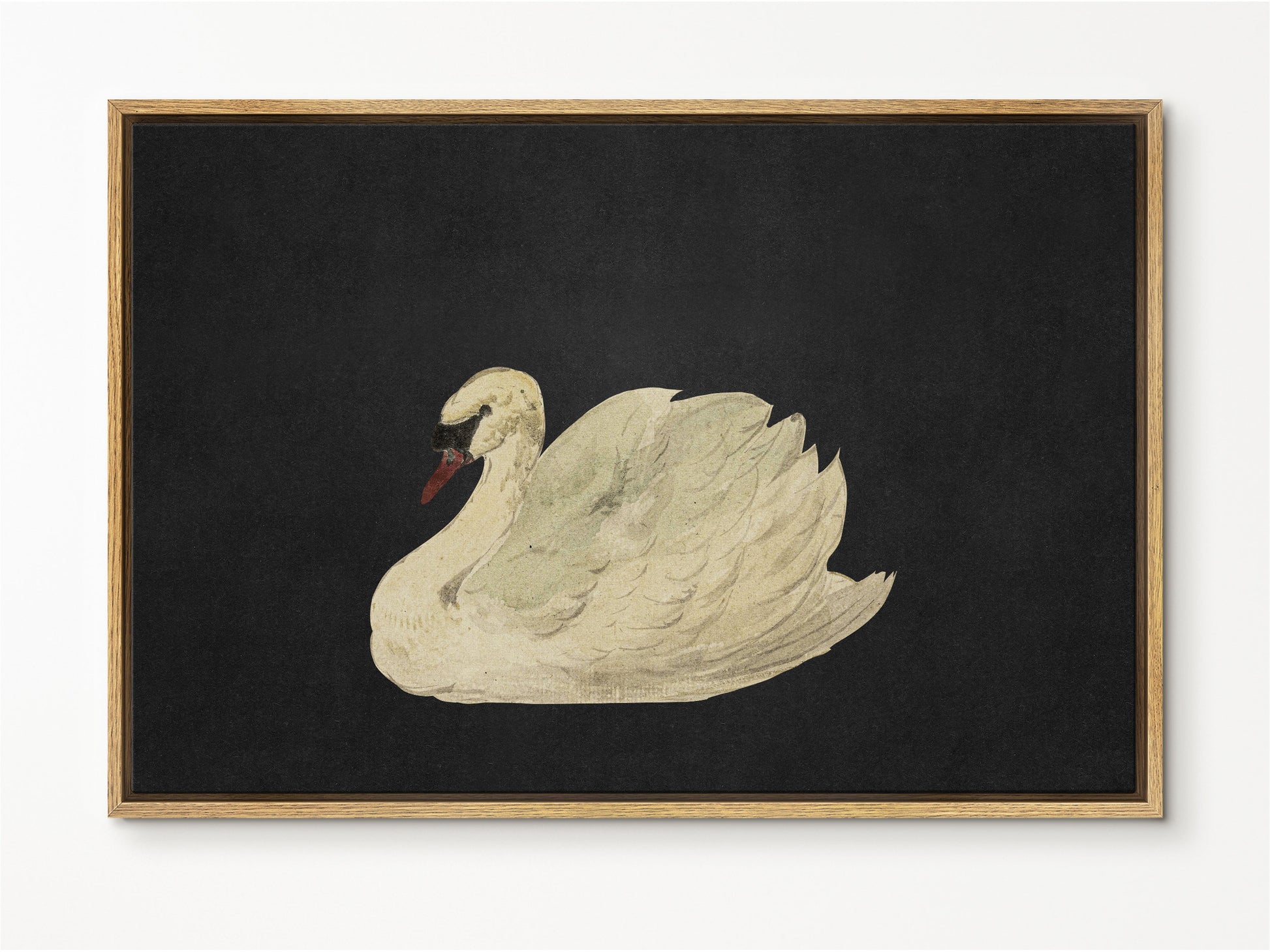 Vintage Swan in Black Art Framed Canvas Print | Large Framed Canvas Print with hanging kit