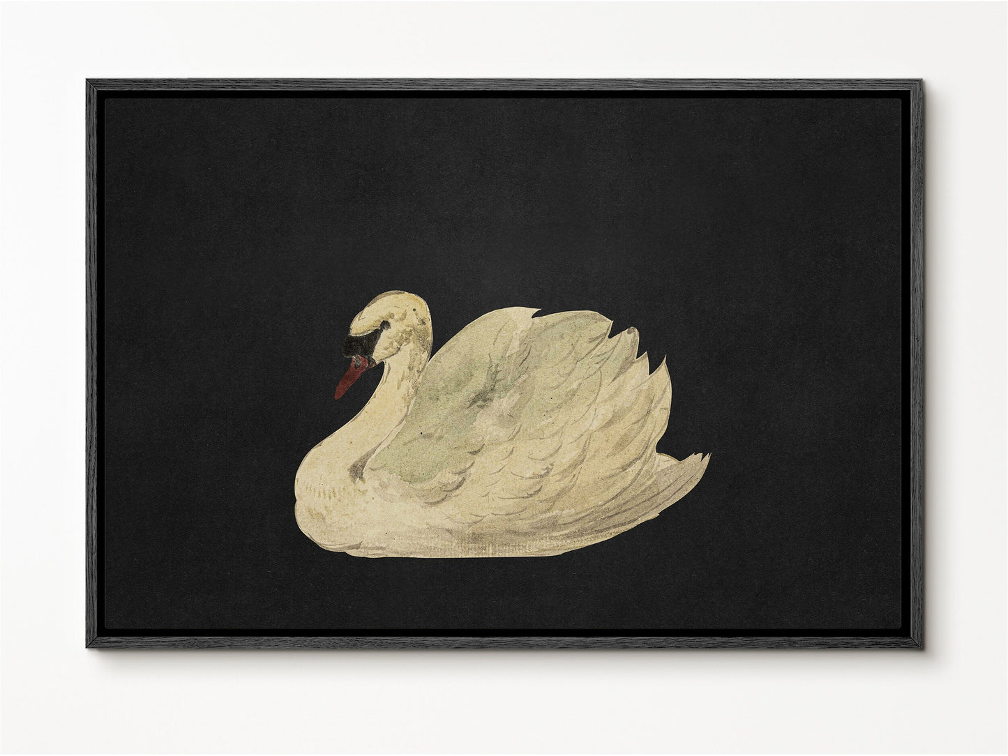 Vintage Swan in Black Art Framed Canvas Print | Large Framed Canvas Print with hanging kit